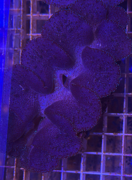 Maxima Clam 2