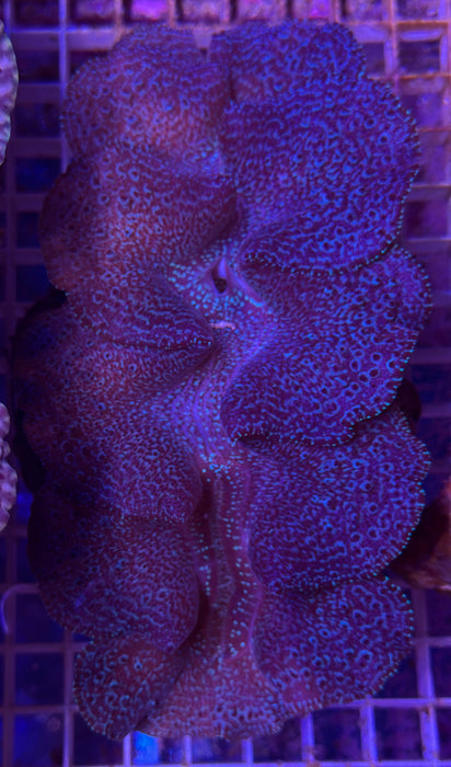 Maxima Clam 5