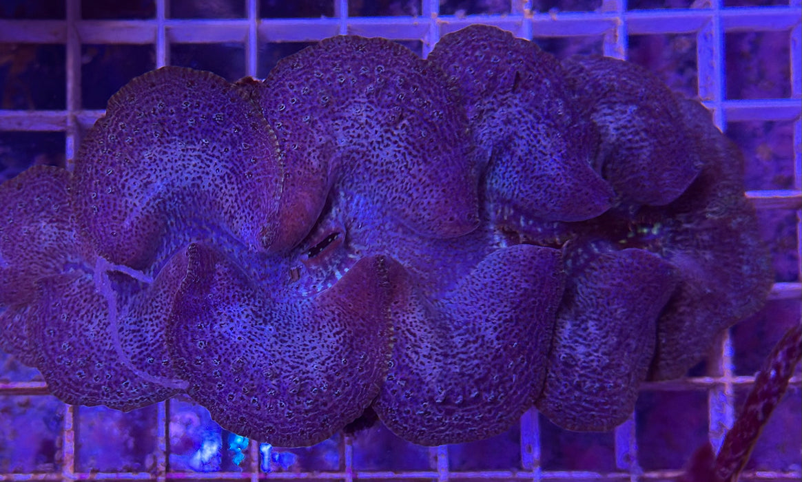 Maxima Clam 4