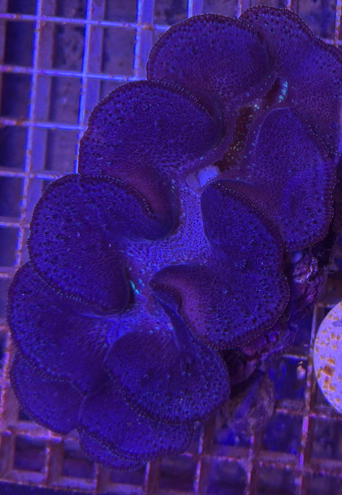 Maxima Clam 3