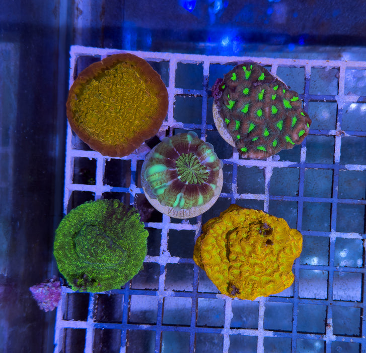 Mixed Coral Pack 1