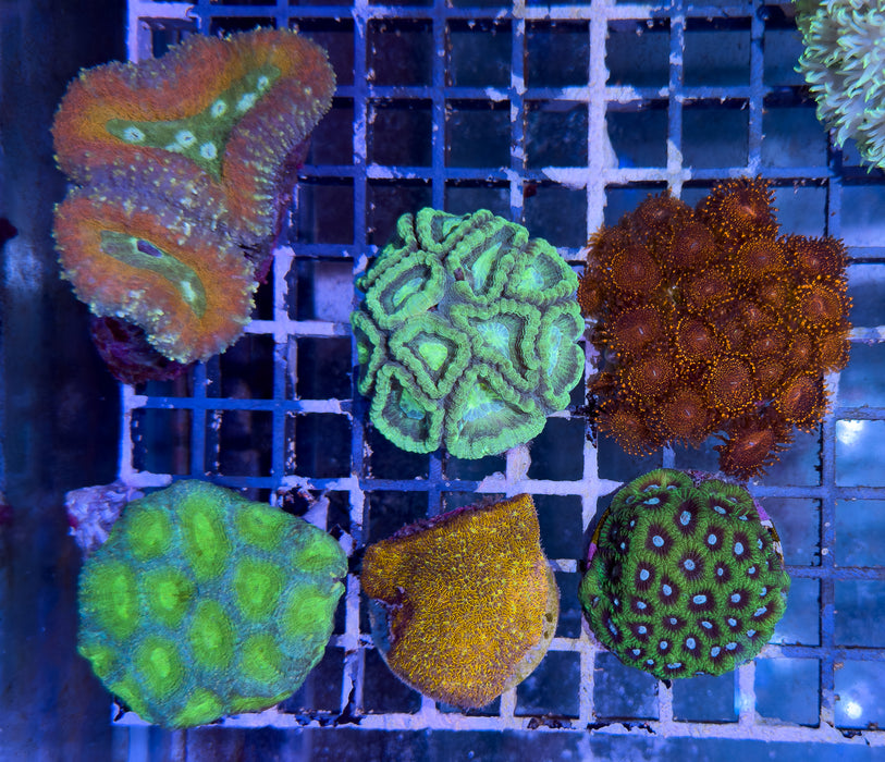 Mixed Coral Pack 2