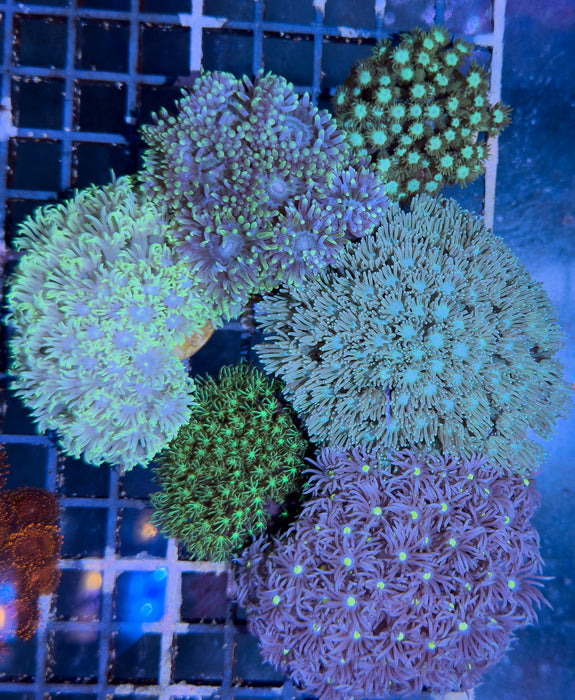 Mixed Coral Pack 3