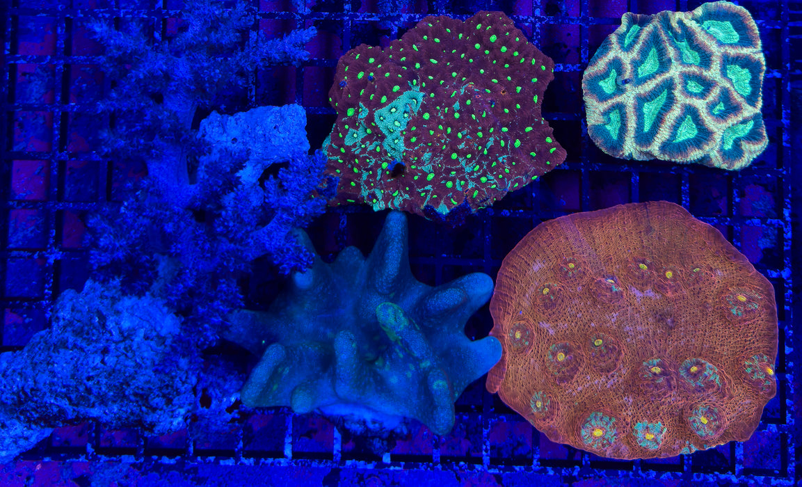 Mixed Coral Pack 4