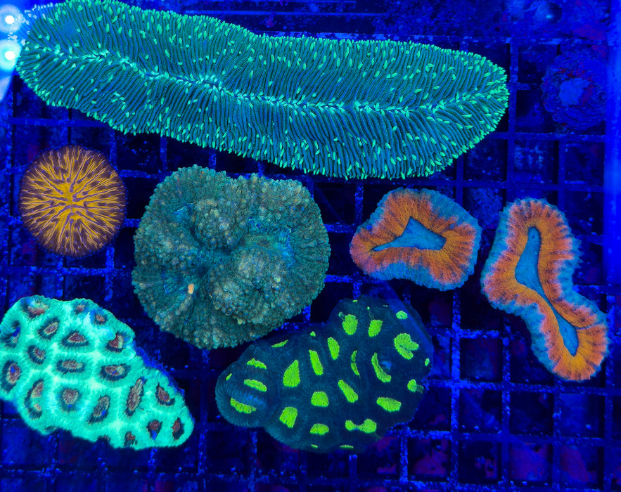 Mixed Coral Pack 5