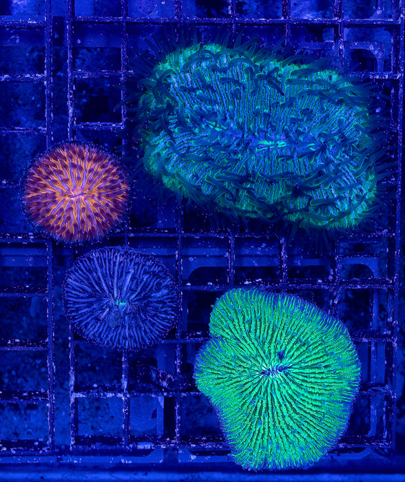 Fungia Pack
