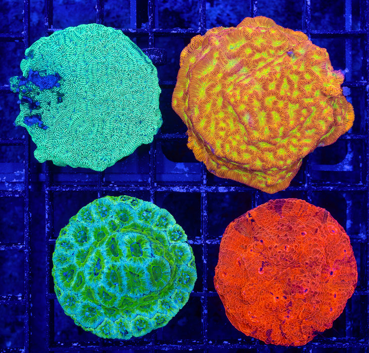 Mixed Pack 1