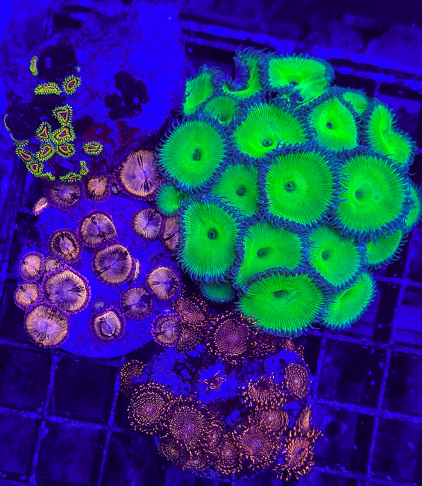 Zoa Pack