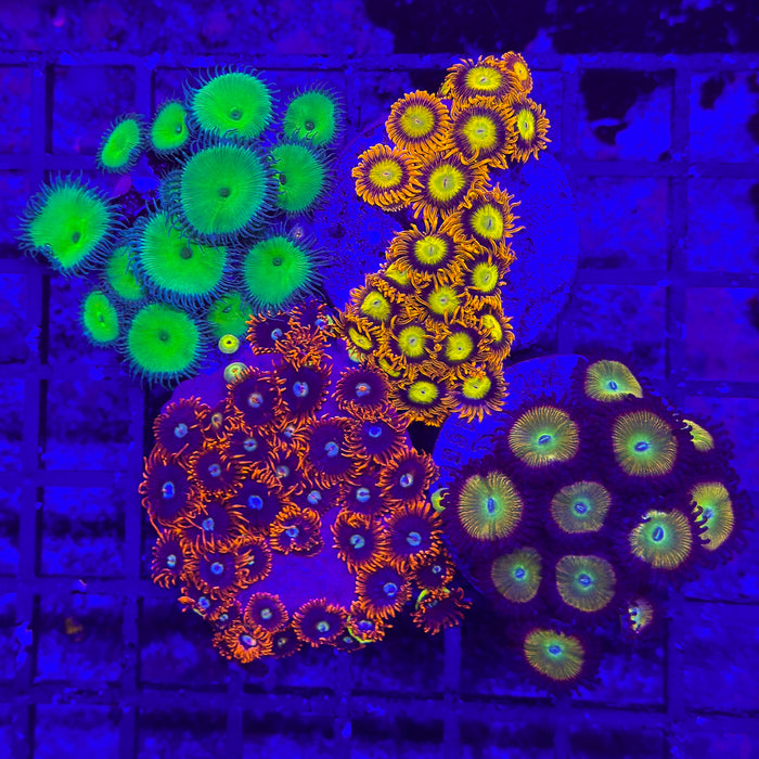 Zoa Pack 1