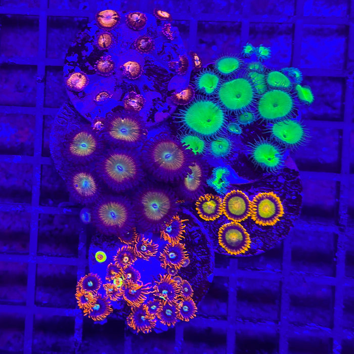 Zoa Pack 2