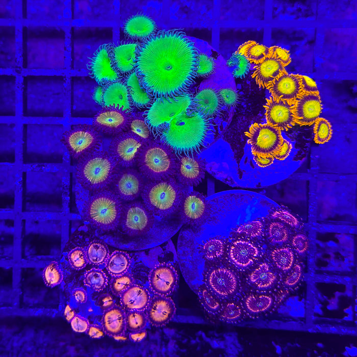 Zoa Pack 3