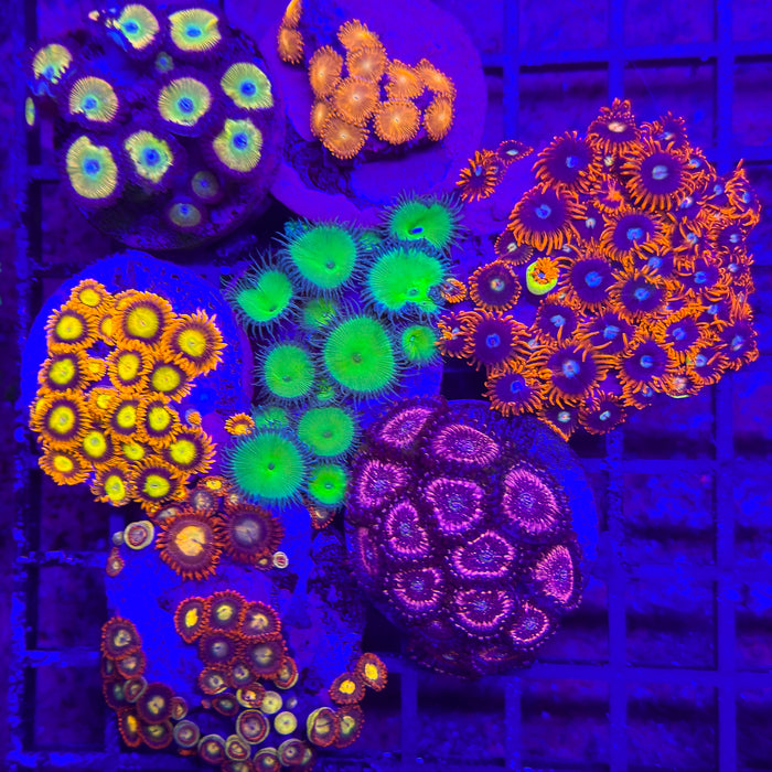 Zoa Pack 4
