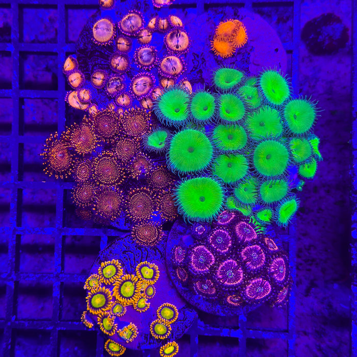 Zoa Pack 5