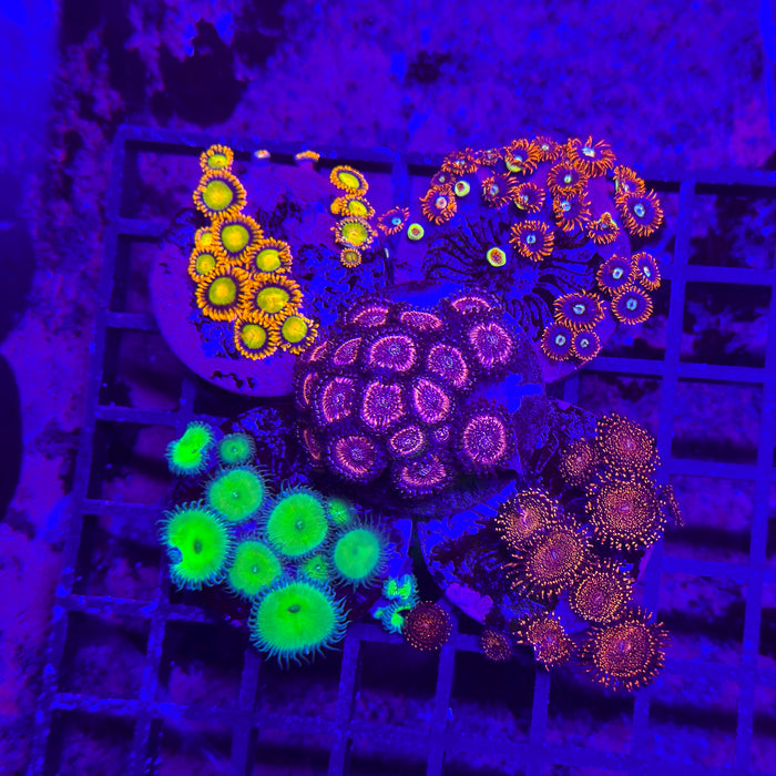 Zoa Pack 6