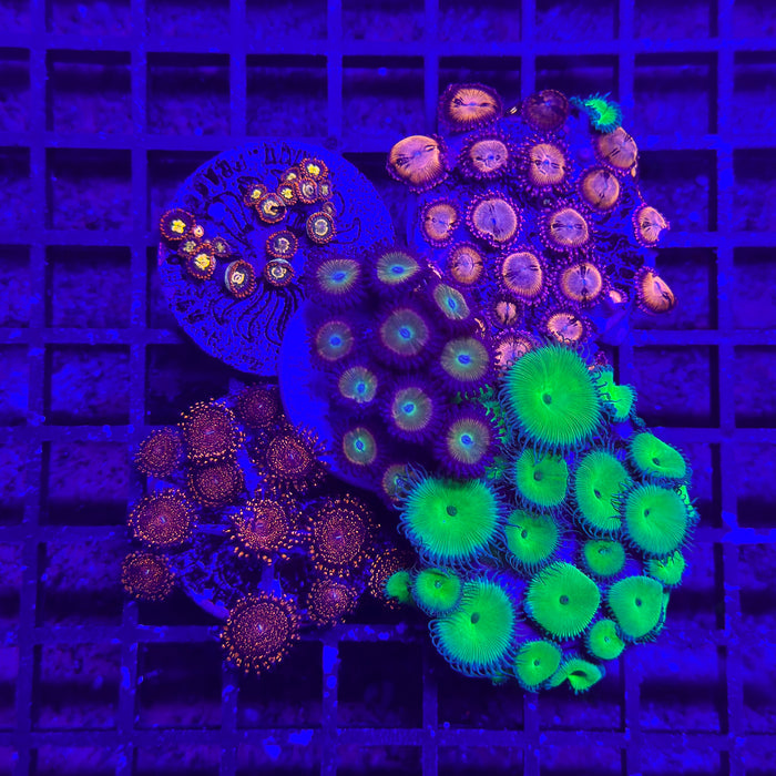 Zoa Pack 7