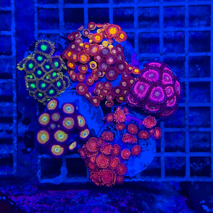 Zoa Pack 8