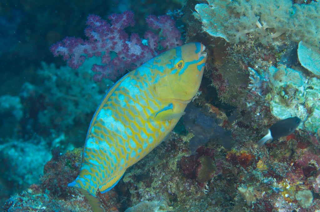 Blue-barred parrotfish