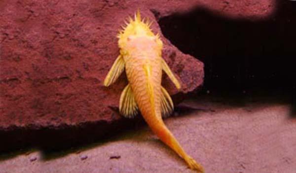 Albino Bristlenose Catfish