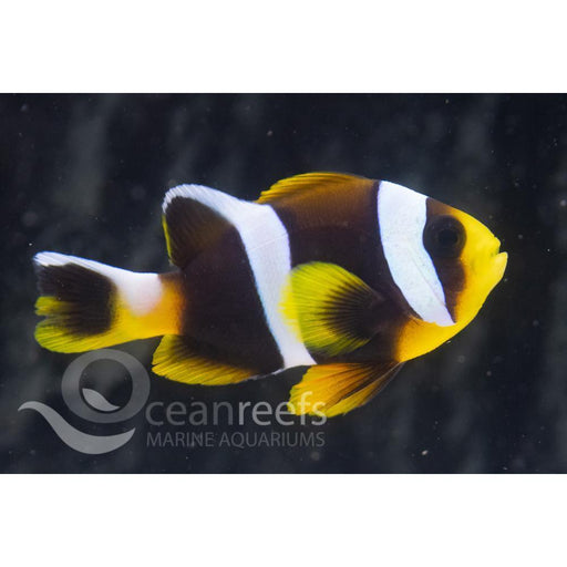 Allard's Clownfish - Ocean Reefs Marine Aquariums