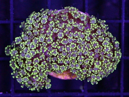 Alveopora - Ocean Reefs Marine Aquariums