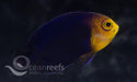 Atlantic Pygmy Angelfish - Ocean Reefs Marine Aquariums