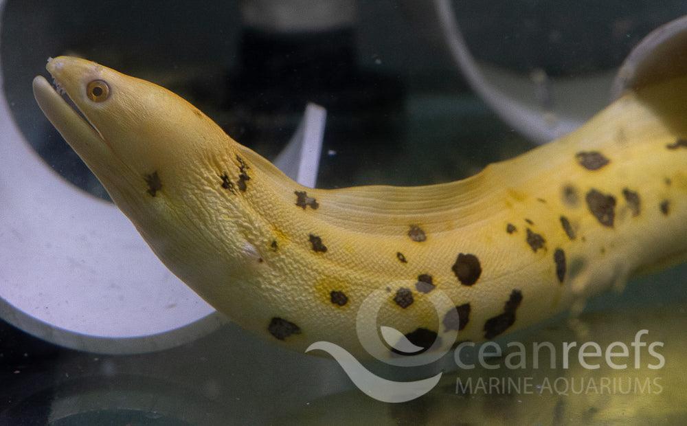 Banana Moray Eel - Ocean Reefs Marine Aquariums