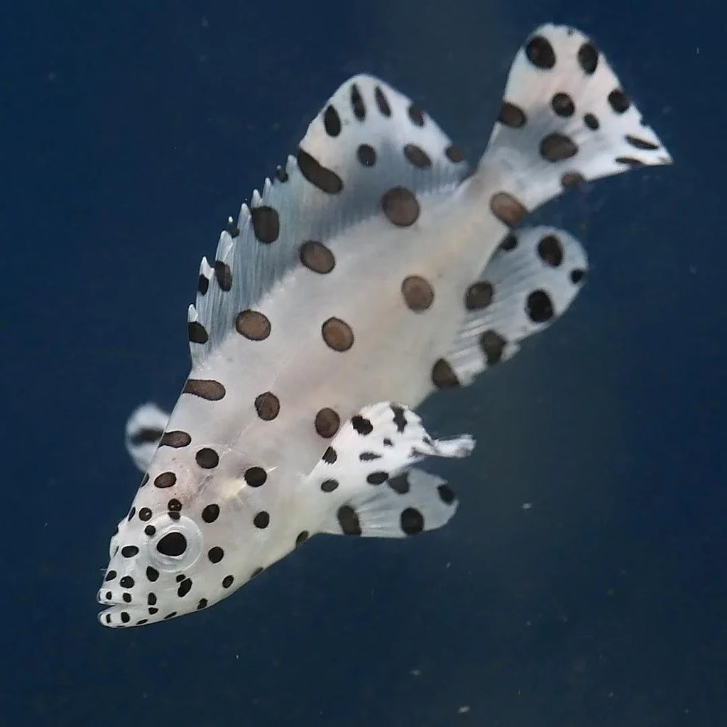 Marine Fish for Sale in Australia | Ocean Reefs Marine Aquariums