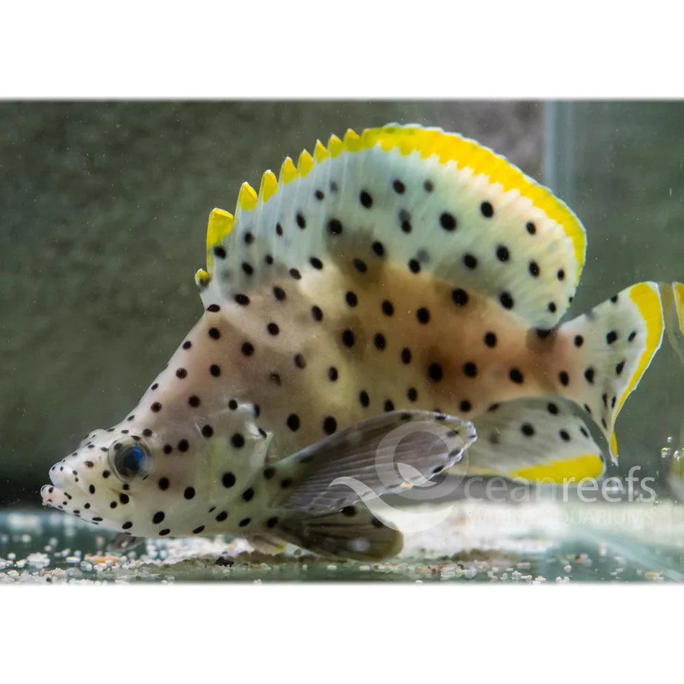 Marine Fish for Sale in Australia | Ocean Reefs Marine Aquariums