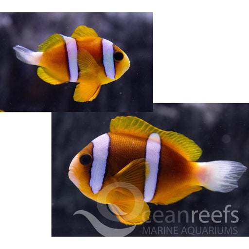Barrier Reef Anemonefish - Ocean Reefs Marine Aquariums
