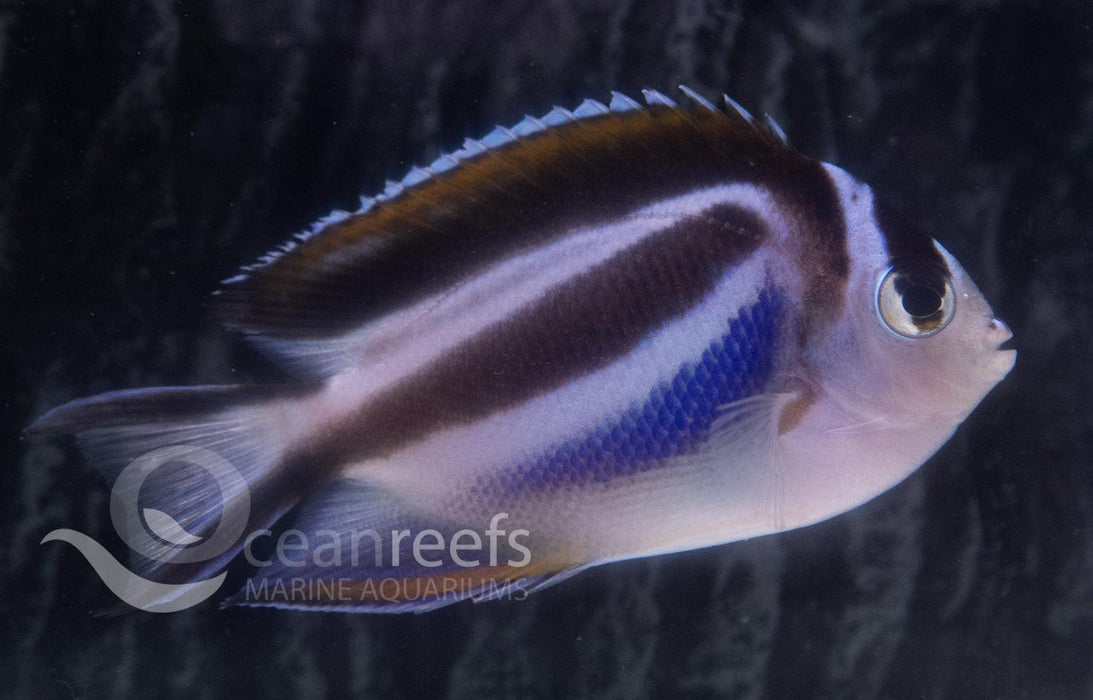 Bellus Angelfish (Female) - Ocean Reefs Marine Aquariums