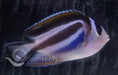 Bellus Angelfish (Female) - Ocean Reefs Marine Aquariums