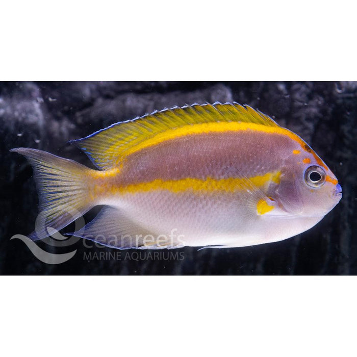 Bellus Angelfish (Male) - Ocean Reefs Marine Aquariums