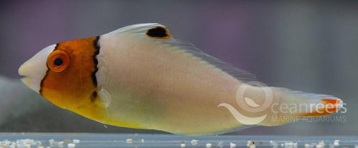 Bicoloured Parrotfish (Juvenile) - Ocean Reefs Marine Aquariums