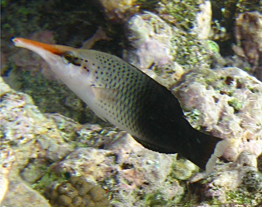 Birdnose Wrasse Female - Ocean Reefs Marine Aquariums