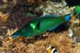 Birdnose Wrasse Male - Ocean Reefs Marine Aquariums