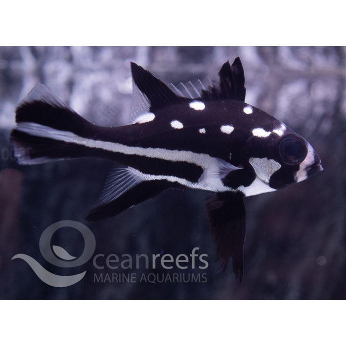Black and White Snapper Juvenile - Ocean Reefs Marine Aquariums