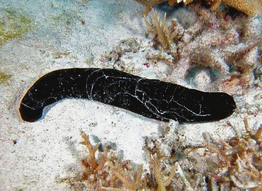 Chaeto