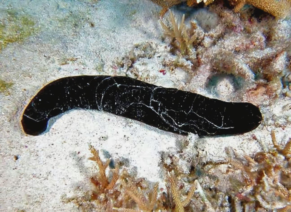 Black Cucumber - Ocean Reefs Marine Aquariums