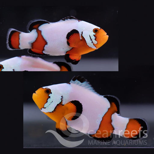 Black Ice Clownfish Pair - Ocean Reefs Marine Aquariums