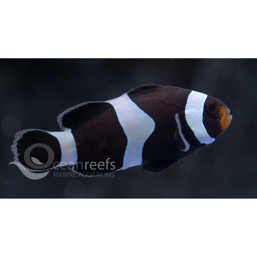 Black Ocellaris Clownfish - Ocean Reefs Marine Aquariums