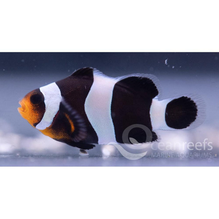 Black Ocellaris Clownfish - Ocean Reefs Marine Aquariums