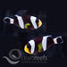 Black Sebae Anemonefish (Pair) - Ocean Reefs Marine Aquariums