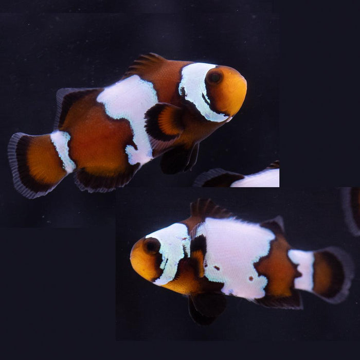 Black Snowflake Clownfish Pair - Ocean Reefs Marine Aquariums
