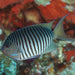 Black Spot Angelfish (Male) - Ocean Reefs Marine Aquariums