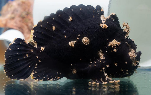 Black Spot Tail Anglerfish - Ocean Reefs Marine Aquariums