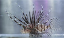 Black Volitans Lionfish - Ocean Reefs Marine Aquariums