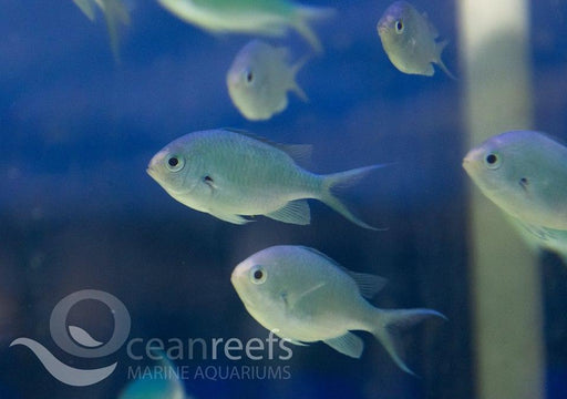 Blue Green Chromis Packs - Ocean Reefs Marine Aquariums