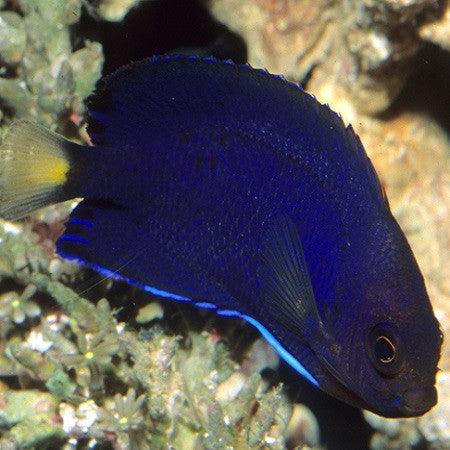Blue Pygmy Angelfish - Ocean Reefs Marine Aquariums