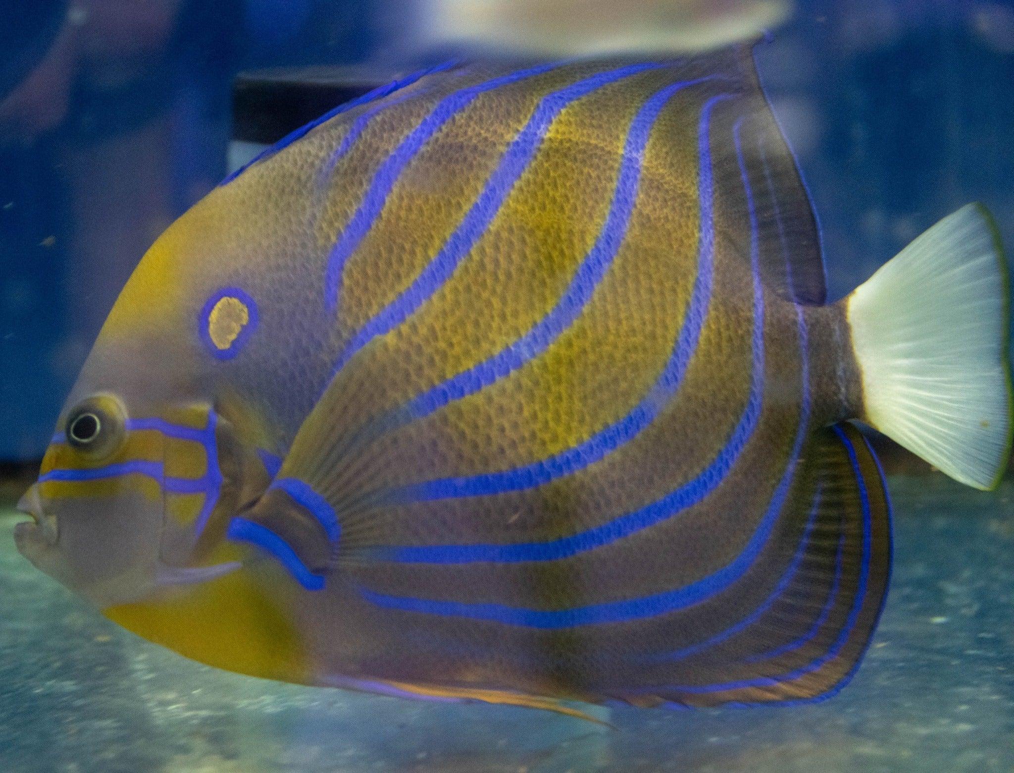 Marine Fish for Sale in Australia | Ocean Reefs Marine Aquariums