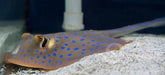 Blue Spot Stingray - Ocean Reefs Marine Aquariums